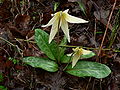 Erythronium oregonum