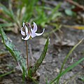 Erythronium albidum