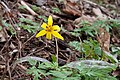 Erythronium americanum