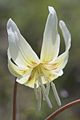 Erythronium californicum