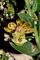 Gastrochilus formosanus