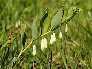 Купена аптечная (лат. Polygonatum odoratum) — многолетнее травянистое растение семейства Иглицевые[4].