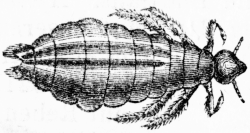 Pediculus humanus capitis