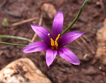 Romulea phoenicia