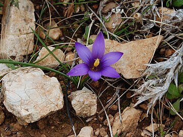 Romulea linaresii