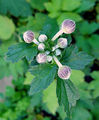 Ветреница хубэйская (Anemone hupehensis)