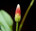 Вьюнок полевой (Convolvulus arvensis)