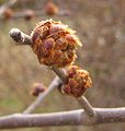 Вяз красный (Ulmus rubra)