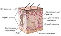 Послойная схема строения кожи человека