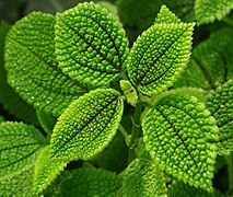 Pilea mollis