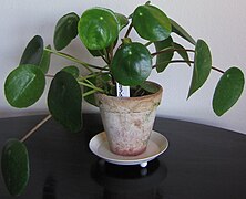 Pilea peperomioides