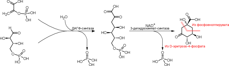 Путь биосинтеза дегидрохинната у эубактерий и эукариот