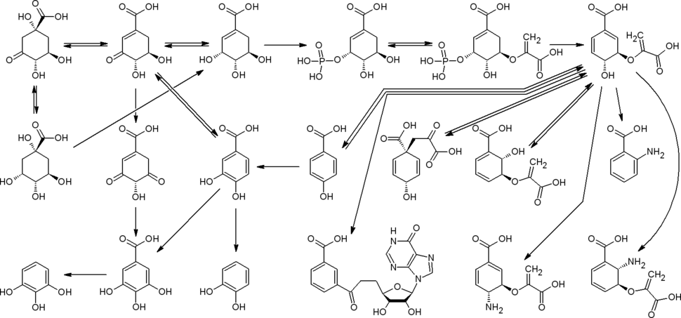 Шикиматный путь. Дальнейшие превращения дегидрохинната