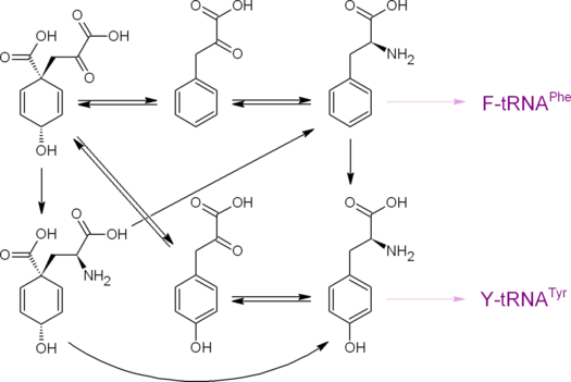 Пути образования протеиногенных аминокислот фенилаланина и тирозина из префената