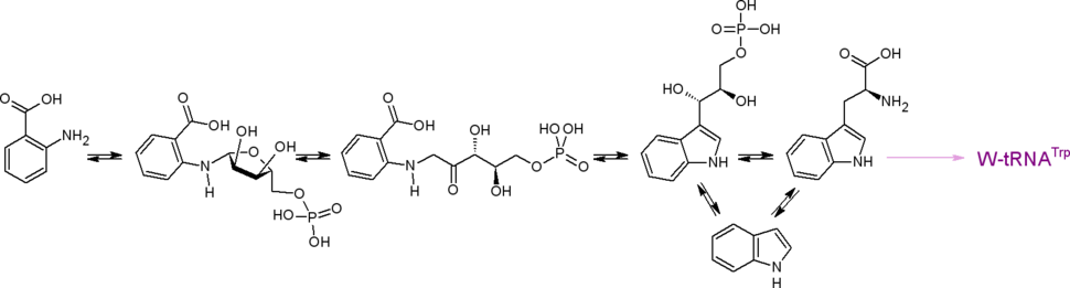 Путь биосинтеза протеиногенной аминокислоты триптофана
