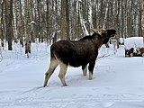 Лось в городской черте парка