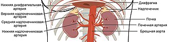 Артерии, кровоснабжающие почки и надпочечники