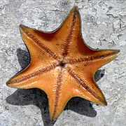 Patiria pectinifera, особь с шестью лучами, вид снизу