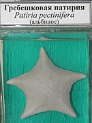 Patiria pectinifera, альбинос