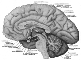 Мезиальный вид головного мозга человека. Разрез по медианной сагиттальной плоскости. Лента таламуса помечена вверху справа.