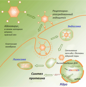 С помощью аденовируса