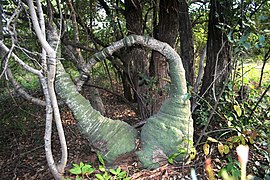 Adenia glauca