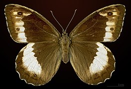 ♀