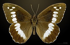 ♂