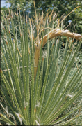 Dasylirion graminifolium