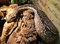 Аргентинский удав (Boa constrictor occidentalis)