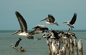 Пеликаны на пляжах Калькини