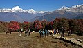 Ghorepani to Tadapani