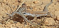 Брачные игры Acanthodactylus boskianus