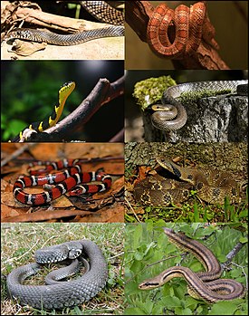 Некоторые виды ужеобразных. 1-й столбец: большеглазый полоз, мангровая змея, Lampropeltis elapsoides, обыкновенный уж; 2-й столбец: маисовый полоз, эскулапов полоз, широконосая восточная змея, четырёхполосый лазающий полоз.