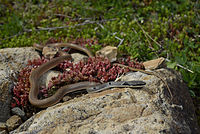 Platyceps collaris