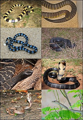 Некоторые виды аспидов. 1-й ряд: ленточный крайт, тигровая змея; 2-й ряд: кольчатый плоскохвост, чёрная змея; 3-й ряд: ошейниковая кобра, королевская кобра; 4-й ряд: очковая змея, чёрная мамба.