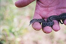 Молодая западная степная гадюка