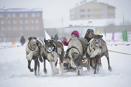 Оленья упряжка во время Праздника народов Севера в Новом Уренгое