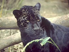 Чёрная пантера (ягуар)