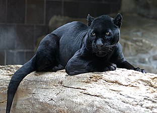 Чёрная пантера (ягуар)
