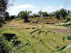 Рисовые поля в округе Баукау