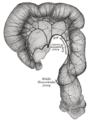 Распределение ветвей нижней брыжеечной артерии и их анастомозов