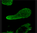 β-тубулин в инфузории Tetrahymena