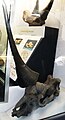 Череп Elasmotherium sibiricum с моделью рога