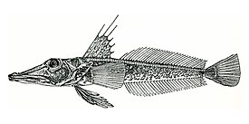 Channichthys richardsoni, голотип, самка