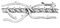 Длинный сплесень[11], Разгонный сплесень[11], Long splice[21], Sailmaker's long splice[1]. [abok 202]