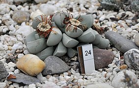 Lapidaria margaretae