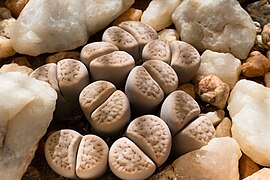 Lithops karasmontana