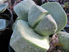 Pleiospilos nelii