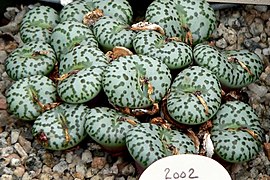 Conophytum obcordellum